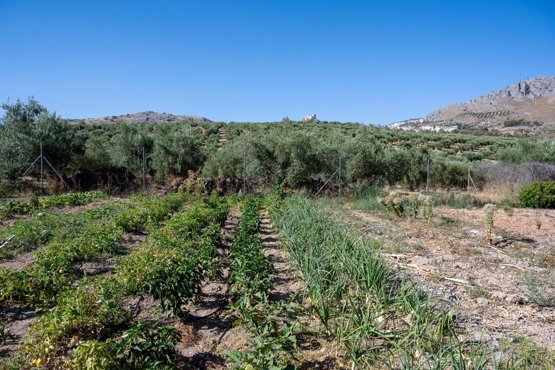 Agroturismo Ecologico El Cortijillo Luque Ngoại thất bức ảnh
